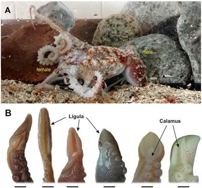 Sexual Selection and the Evolution of Male Reproductive Traits in Benthic Octopuses